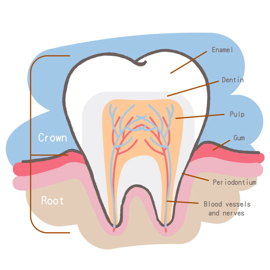 Animation or illustration of a tooth with labels on tooth anatomy including enamel and dentin