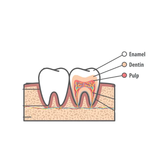 Enamel Dentin and Pulp layers of the teeth