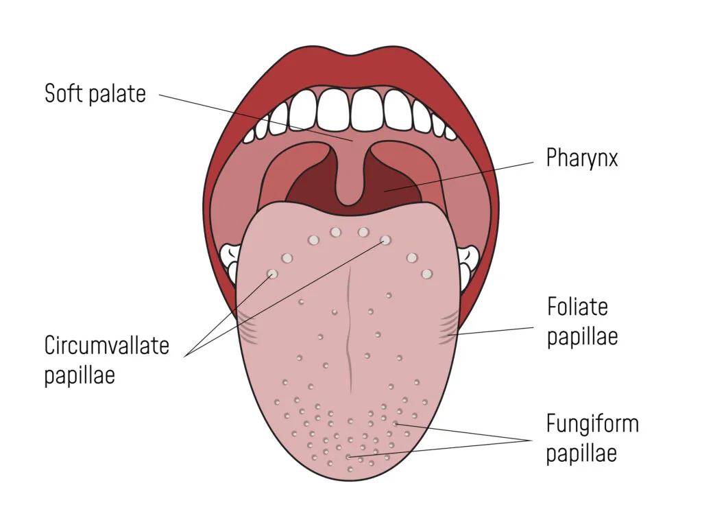 Healthy tongue anatomy