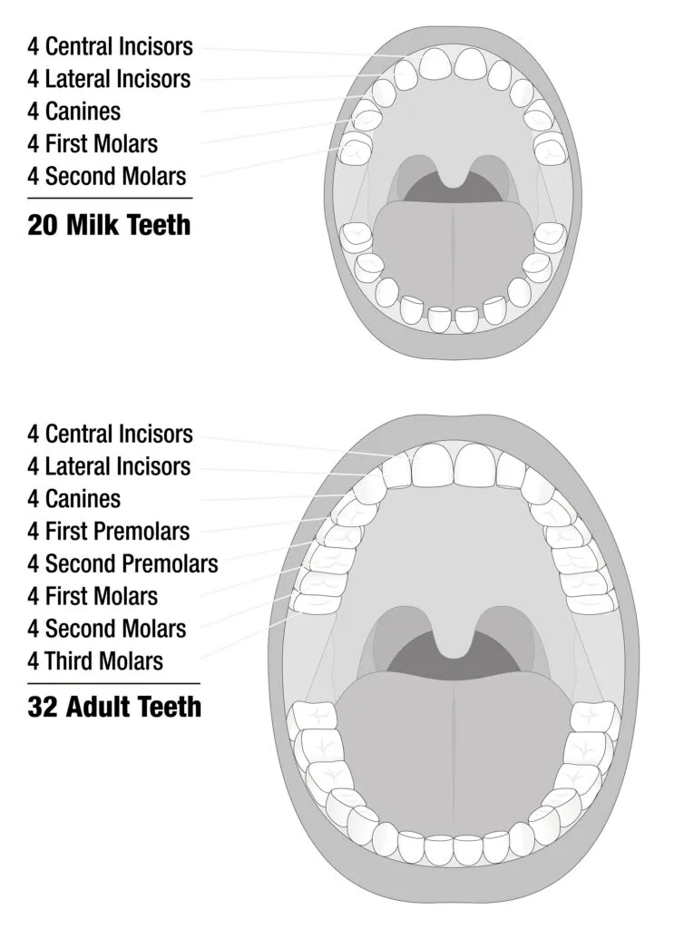 Illustration of Milk Teeth and Adult Teeth Number Comparison