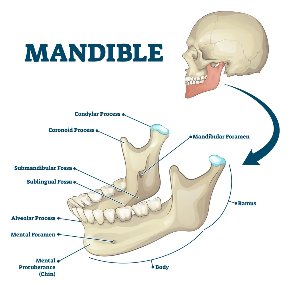 Mandible Anatomy