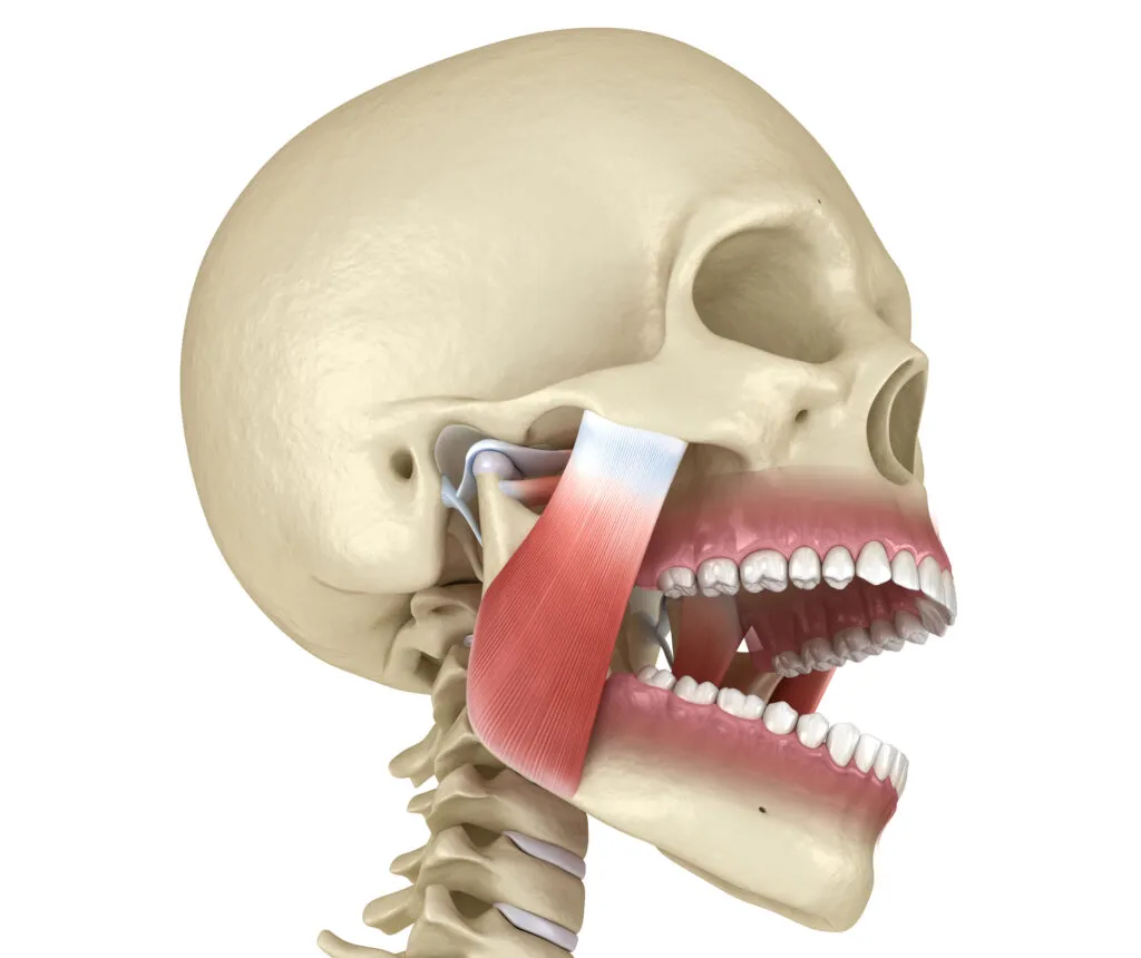 Medically accurate 3d render of TMJ or the temporomandibular joints and muscles