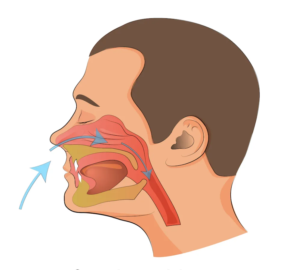 Nose breathing medical illustration