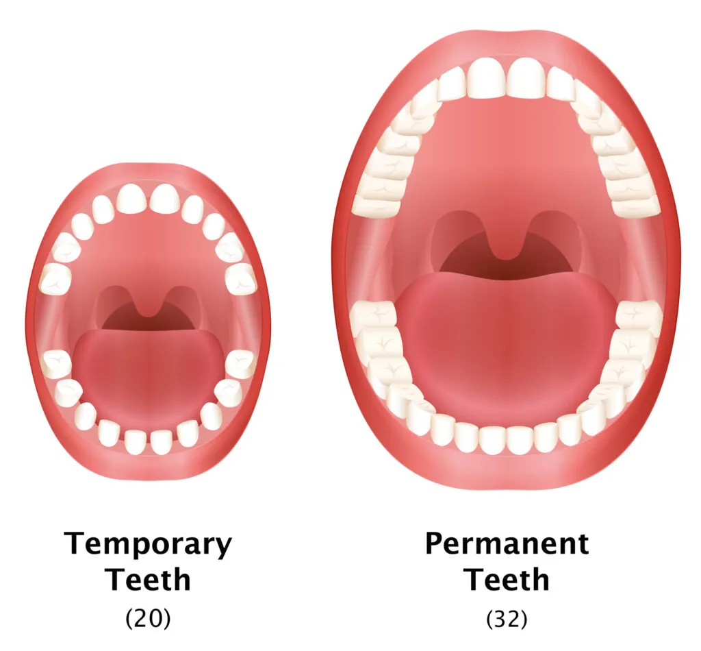 Permanent Temporary Teeth Adult Child Illustrated Comparison
