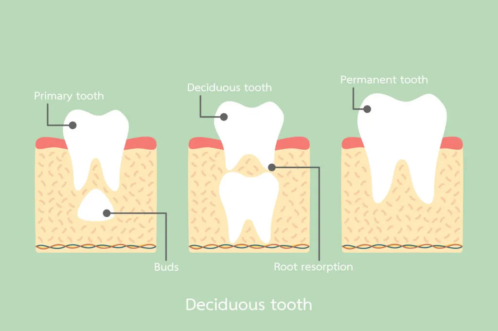 Permanent tooth located below primary tooth anatomy structure including the bone and gum with details