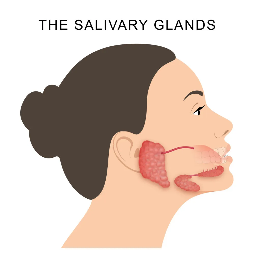 Salivary glands medical illustration