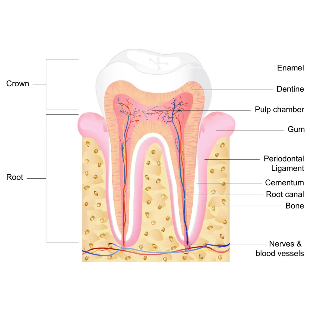 Tooth structure illustration complete with labels of the parts of the human tooth