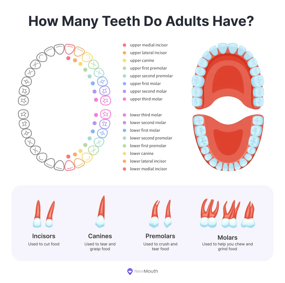 How many teeth do adults have