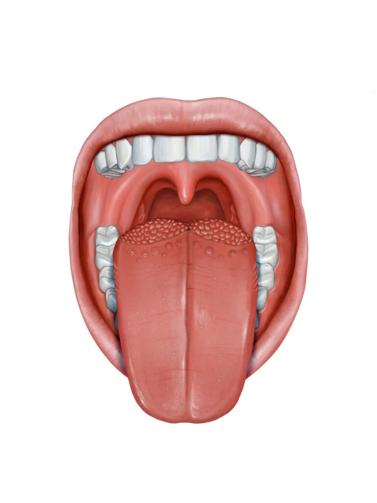 Illustration of an open mouth showing tongue sticking out with allergies