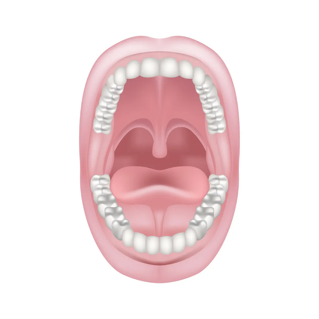 Illustration of open mouth showing tip of tongue