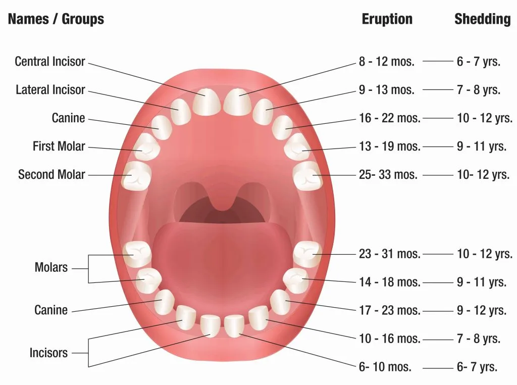 Primary teeth eruption timeline