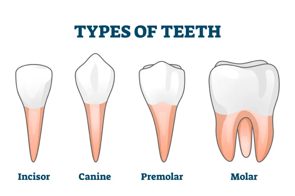 Types of teeth vector